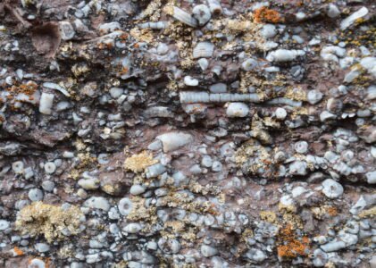 La Paleontología desmonta el timo del “Cambio Climático”