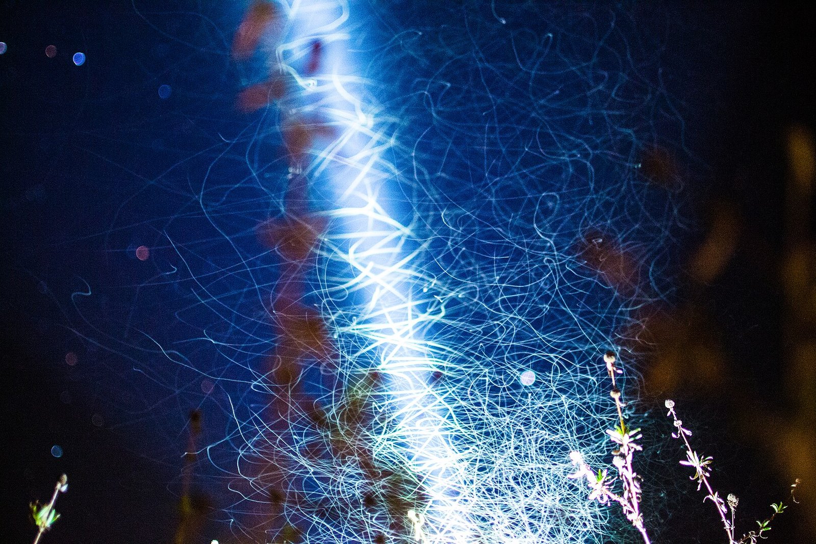 Bioluminiscencia vs. biofluorescencia