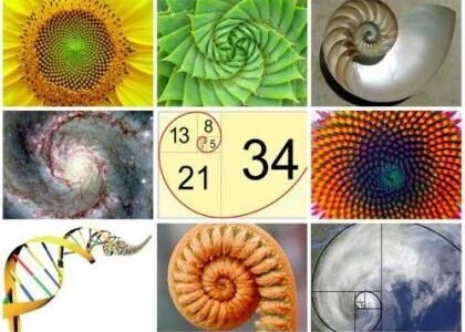 Los campos mórficos y la estructura del vacío