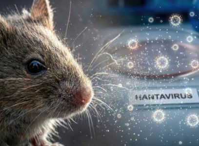 Hantavirus, el virus que viajaba en los ratones y se fue de crucero